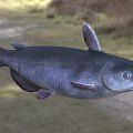 Dark aquatic catfish with prominent whiskers and smooth dark body appearance