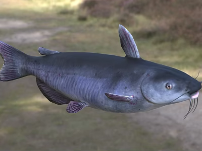 Dark aquatic catfish with prominent whiskers and smooth dark body appearance 3d model