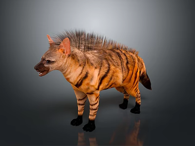 Realistic Striped Hyena With Spiky Mane Standing On Gray Background 3d model