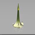 Elegant White Calla Lily Flower With Green Stem On Black Background And Reflection