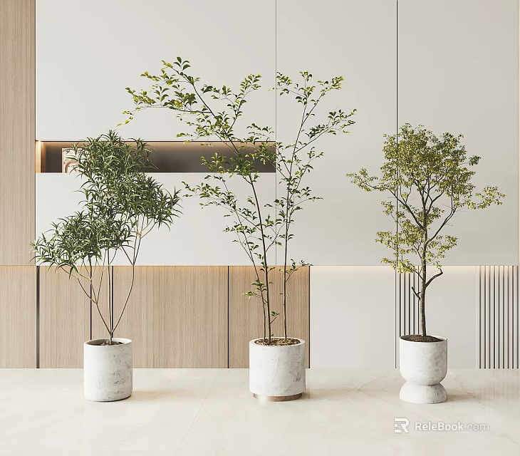 Modern Indoor Bonsai Plants In White Ceramic Pots With Wooden Background 3d model 