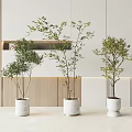 Modern Indoor Bonsai Plants In White Ceramic Pots With Wooden Background