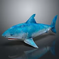 Blue Shark Model With Detailed Features On Gray Background And Visible Reflection 3d model