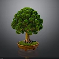 Lush Green Bonsai Tree with Dense Canopy Brown Trunk and Exposed Roots in Orange Pot