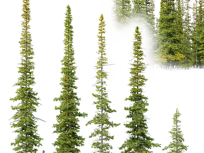 Diverse Garden Miniature Plant Scapes With Different Height Pine Trees And Lush Greenery 3d model