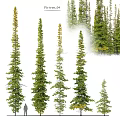 Diverse Garden Miniature Plant Scapes With Different Height Pine Trees And Lush Greenery