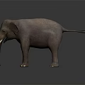 Realistic Gray Elephant with Tusks Standing on Dark Background Showing Smooth Skin Reflection