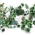 Wide Range of Green Foliage Plants with Diverse Leaf Shapes and Tropical Varieties