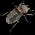 Macro View of Dark Beetle with Hard Exoskeleton and Leg Structure on Black Background