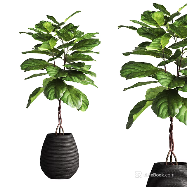 Green Leafy Bonsai Plant in Black Textured Pot for Home Decoration 3d model 