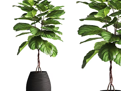 Green Leafy Bonsai Plant in Black Textured Pot for Home Decoration 3d model