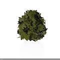 Green Leafy Plant Sphere With Fresh Round Decorative Foliage Design