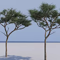 Two Arbor Trees With Green Foliage And Brown Trunks Against Blue Sky