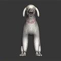 White Poodle Dog Standing With Pink Collar On Dark Background With Reflection 3d model