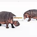 Two Reptiles Crocodiles Standing On White Background In Natural Habitat Scene