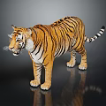 Realistic 3D Tiger Model With Striped Fur Standing Pose On Dark Background And Reflection 3d model