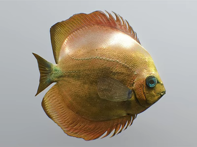 Vibrant Bronze Aquatic Animal With Blue Eyes And Fan Shaped Fins 3d model