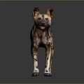 Realistic African Wild Dog 3D Model With Spotted Fur Large Ears And White Tail