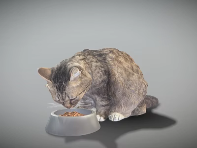 Tabby Cat Quietly Eating Dry Food From White Bowl On Gray Background 3d model