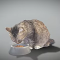 Tabby Cat Quietly Eating Dry Food From White Bowl On Gray Background