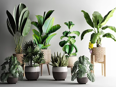 Indoor Potted Plants with Large Leaves Various Shapes in Woven Ceramic Pots on Stools 3d model