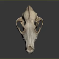 Detailed Close Up Animal Skull Skeleton With Jaw Teeth And Bone Structure 3d model