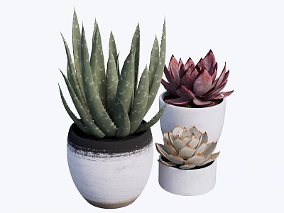 Potted Succulent Plants With Green Deep Purple And Light Colored Varieties In White Pots 3d model