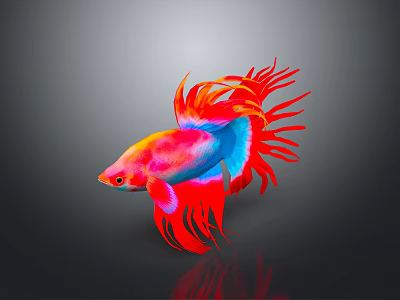 Vibrant Betta Fish With Red Pink And Blue Flowing Fins In Aquarium 3d model Vibrant Betta Fish With Red Pink And Blue Flowing Fins In Aquarium 3d model