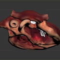 Heart Heart Model Human Heart Heart Anatomy 3d model