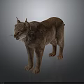 Lynx Animal Standing With Brown Fur And Tufted Ears In Alert Pose On Dark Background