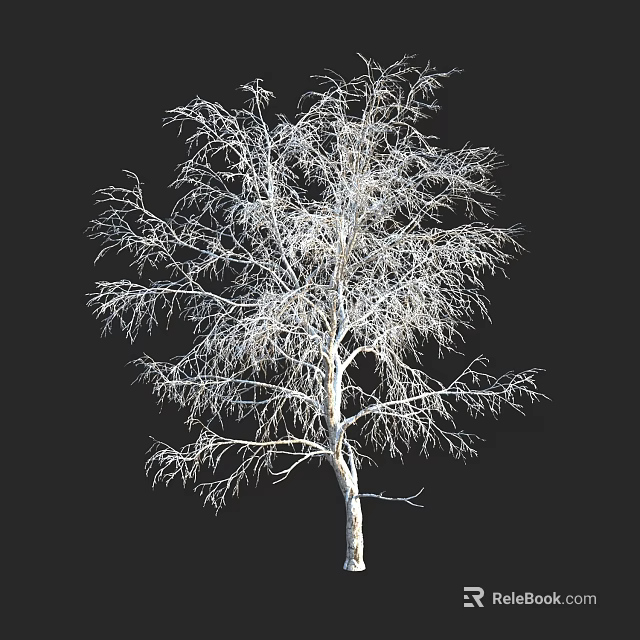 Leafless Tree With White Trunk And Slender Branches Against Black Background 3d model 