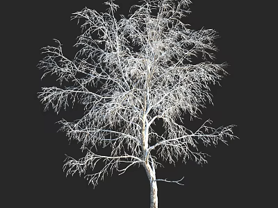 Leafless Tree With White Trunk And Slender Branches Against Black Background 3d model