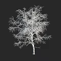 Leafless Tree With White Trunk And Slender Branches Against Black Background 3d model