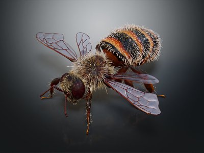 modern bee horse peak wasp insect model