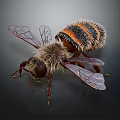 Detailed Realistic Hairy Striped Bee With Transparent Wings Compound Eyes And Legs On Dark Background