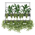 Hanging Planters With Lush Green Trailing Plants Suspended Multiple Layers For Indoor Decoration