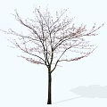 Slender Trunk Arbor With Delicate Branches And Pink Blossoms In Spring