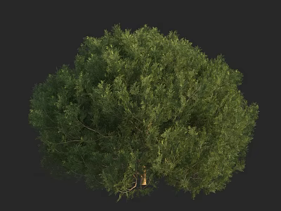 Vibrant Green Arbor With Lush Foliage And Full Canopy Structure 3d model