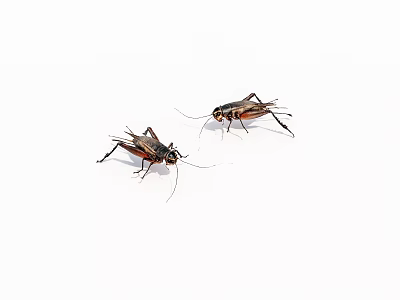 Two Reptiles On White Background Displaying Natural Body Features And Posture 3d model