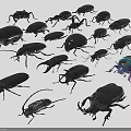 Various Beetle Species With Black Green Exoskeletons Shiny Surfaces And Diverse Shapes