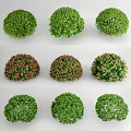 Modern shrubs shrub ball Euonymus microfolium hedgerow Ligustrum microfolium camellia ball Ligustrum rhododendron shrub 3d model