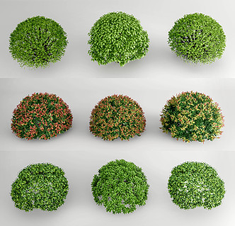 Modern shrubs shrub ball Euonymus microfolium hedgerow Ligustrum microfolium camellia ball Ligustrum rhododendron shrub 3d model