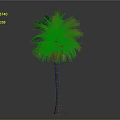 Lush Tropical Palm Tree With Green and Yellow Leaves And Brown Trunk