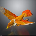 Vibrant Orange And White Bird With Spread Wings On Dark Reflective Surface