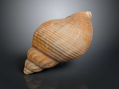 Brown Spiral Conch Shell With Textured Surface On Dark Background Reflection 3d model