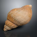 Brown Spiral Conch Shell With Textured Surface On Dark Background Reflection