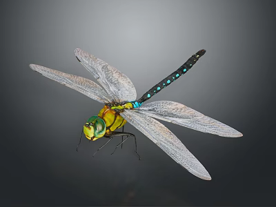 Green Yellow Dragonfly With Blue Spotted Abdomen And Transparent Wings On Gray Background 3d model