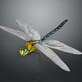 Green Yellow Dragonfly With Blue Spotted Abdomen And Transparent Wings On Gray Background