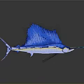 Blue Sailfish With Distinctive Dorsal Fin And Shiny Blue Body Reflection On Gray Surface