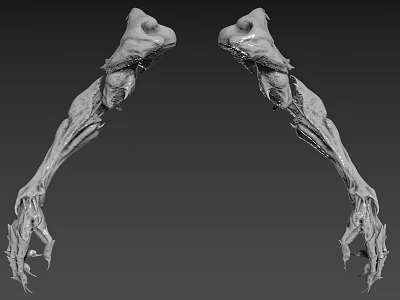 Male Arm Skeleton Structure in Symmetric 3D Art Rendering with Gray Background 3d model